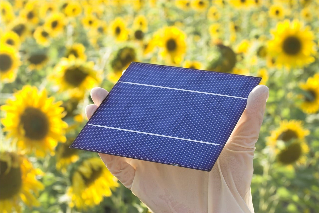 Solar panel in hand, flower field in the background