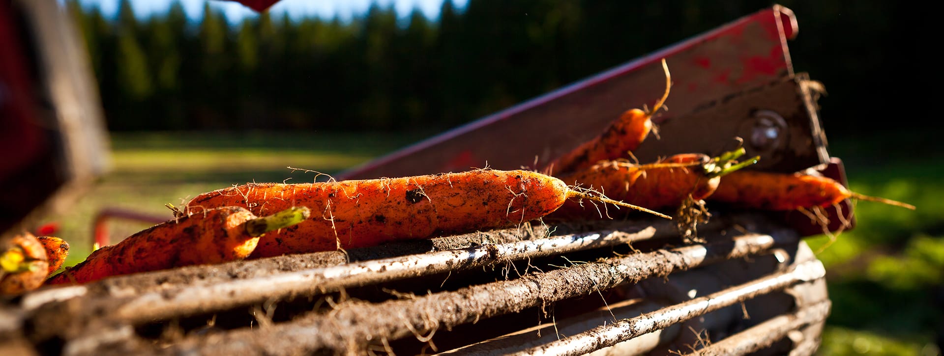 Peltomaisemassa lähikuva koneesta, jonka hihnalla on vasta nostettuja porkkanoita.